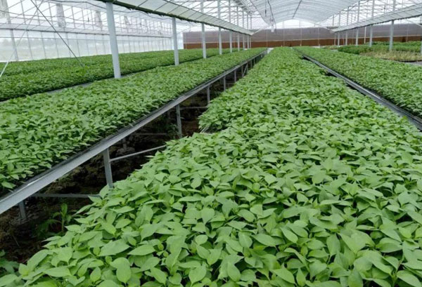 粵崗合作蔬菜種植基地蔬菜基地粵崗蔬菜配送