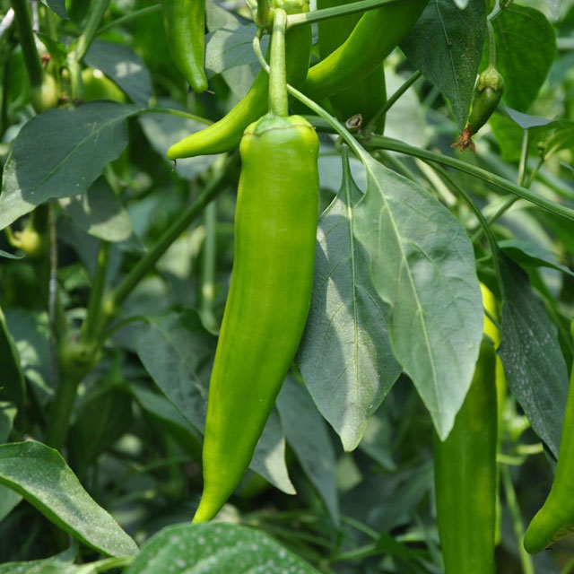 湖南青椒蔬菜配送粵崗蔬菜配送